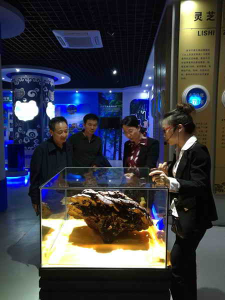 杭州亞運會官方靈芝產(chǎn)品供應商|杭州亞運會官方供應商|中國靈芝十大品牌|仙客來靈芝|仙客來靈芝破壁孢子粉|仙客來孢子油|仙客來靈芝飲片|仙客來破壁孢子粉|靈芝孢子油|孢子粉|靈芝破壁孢子粉|靈芝|中華老字號