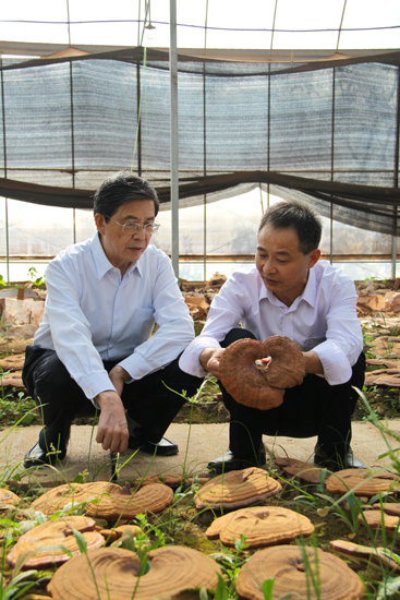 杭州亞運會官方靈芝產品供應商|杭州亞運會官方供應商|中國靈芝十大品牌|仙客來靈芝|仙客來靈芝破壁孢子粉|仙客來孢子油|仙客來靈芝飲片|仙客來破壁孢子粉|靈芝孢子油|孢子粉|靈芝破壁孢子粉|靈芝|中華老字號