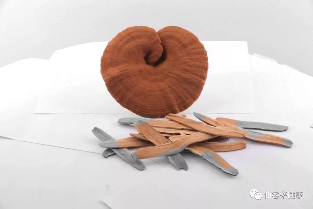 中國靈芝十大品牌|仙客來靈芝|仙客來靈芝破壁孢子粉|仙客來孢子油|仙客來靈芝飲片|仙客來破壁孢子粉|仙客來靈芝中藥飲片|馳名商標(biāo)|m.uglowindustry.com|