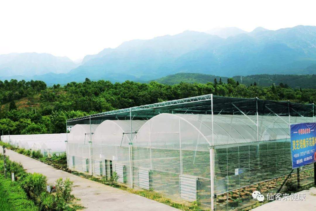 中國靈芝十大品牌|仙客來靈芝|仙客來靈芝破壁孢子粉|仙客來孢子油|仙客來靈芝飲片|仙客來破壁孢子粉|仙客來靈芝中藥飲片|馳名商標(biāo)|m.uglowindustry.com|