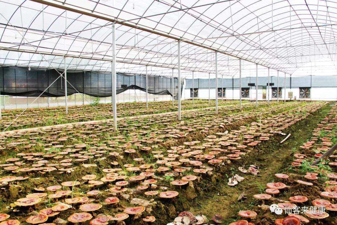 中國靈芝十大品牌|仙客來靈芝|仙客來靈芝破壁孢子粉|仙客來孢子油|仙客來靈芝飲片|仙客來破壁孢子粉|仙客來靈芝中藥飲片|馳名商標(biāo)|m.uglowindustry.com|