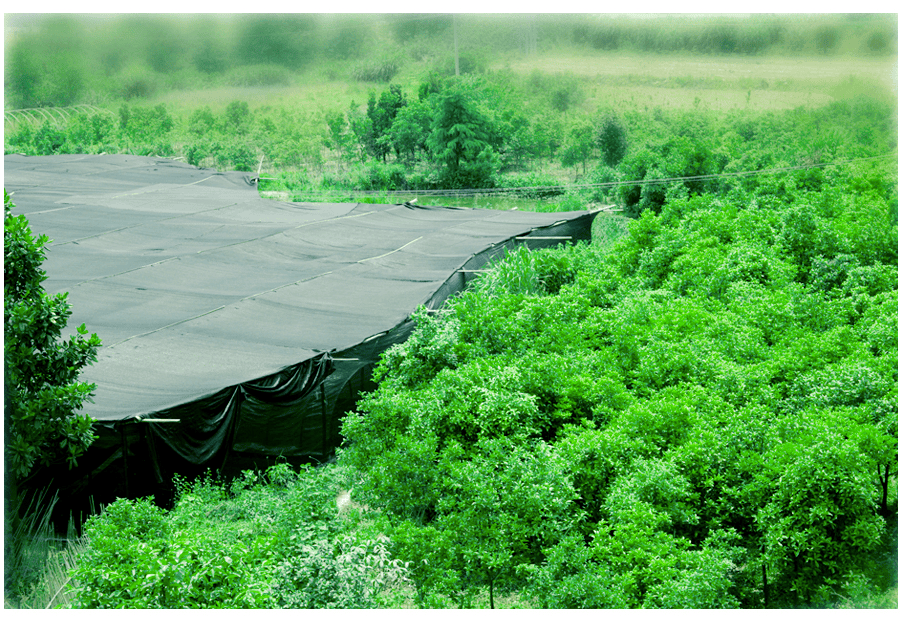 中國靈芝十大品牌|仙客來靈芝|仙客來靈芝破壁孢子粉|仙客來孢子油|仙客來靈芝飲片|仙客來破壁孢子粉|仙客來靈芝中藥飲片|馳名商標|m.uglowindustry.com|