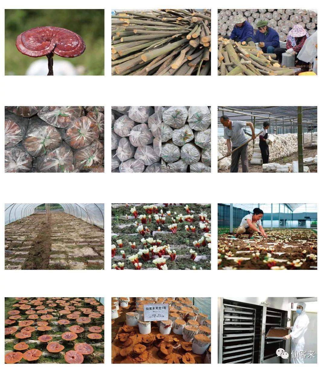 中國(guó)靈芝十大品牌|仙客來(lái)靈芝|仙客來(lái)靈芝破壁孢子粉|仙客來(lái)孢子油|仙客來(lái)靈芝飲片|仙客來(lái)破壁孢子粉|仙客來(lái)靈芝中藥飲片|馳名商標(biāo)|m.uglowindustry.com|