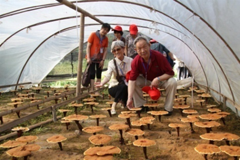 杭州亞運(yùn)會(huì)官方靈芝產(chǎn)品供應(yīng)商|杭州亞運(yùn)會(huì)官方供應(yīng)商|中國靈芝十大品牌|仙客來靈芝|仙客來靈芝破壁孢子粉|仙客來孢子油|仙客來靈芝飲片|仙客來破壁孢子粉|靈芝孢子油|孢子粉|靈芝破壁孢子粉|靈芝|中華老字號(hào)