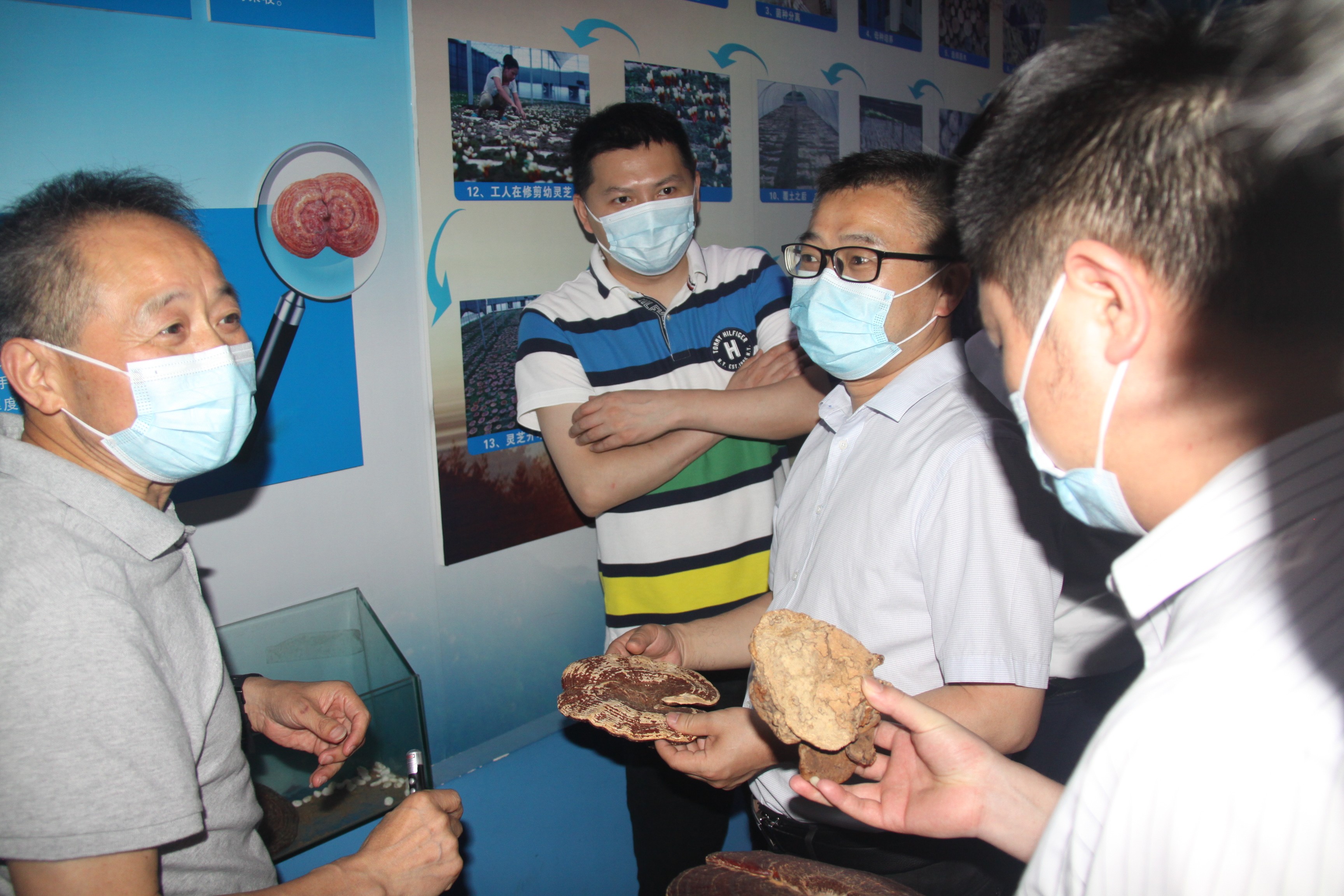 杭州亞運(yùn)會(huì)官方靈芝產(chǎn)品供應(yīng)商|杭州亞運(yùn)會(huì)官方供應(yīng)商|中國(guó)靈芝十大品牌|仙客來靈芝|仙客來靈芝破壁孢子粉|仙客來孢子油|仙客來靈芝飲片|仙客來破壁孢子粉|靈芝孢子油|孢子粉|靈芝破壁孢子粉|靈芝|中華老字號(hào)