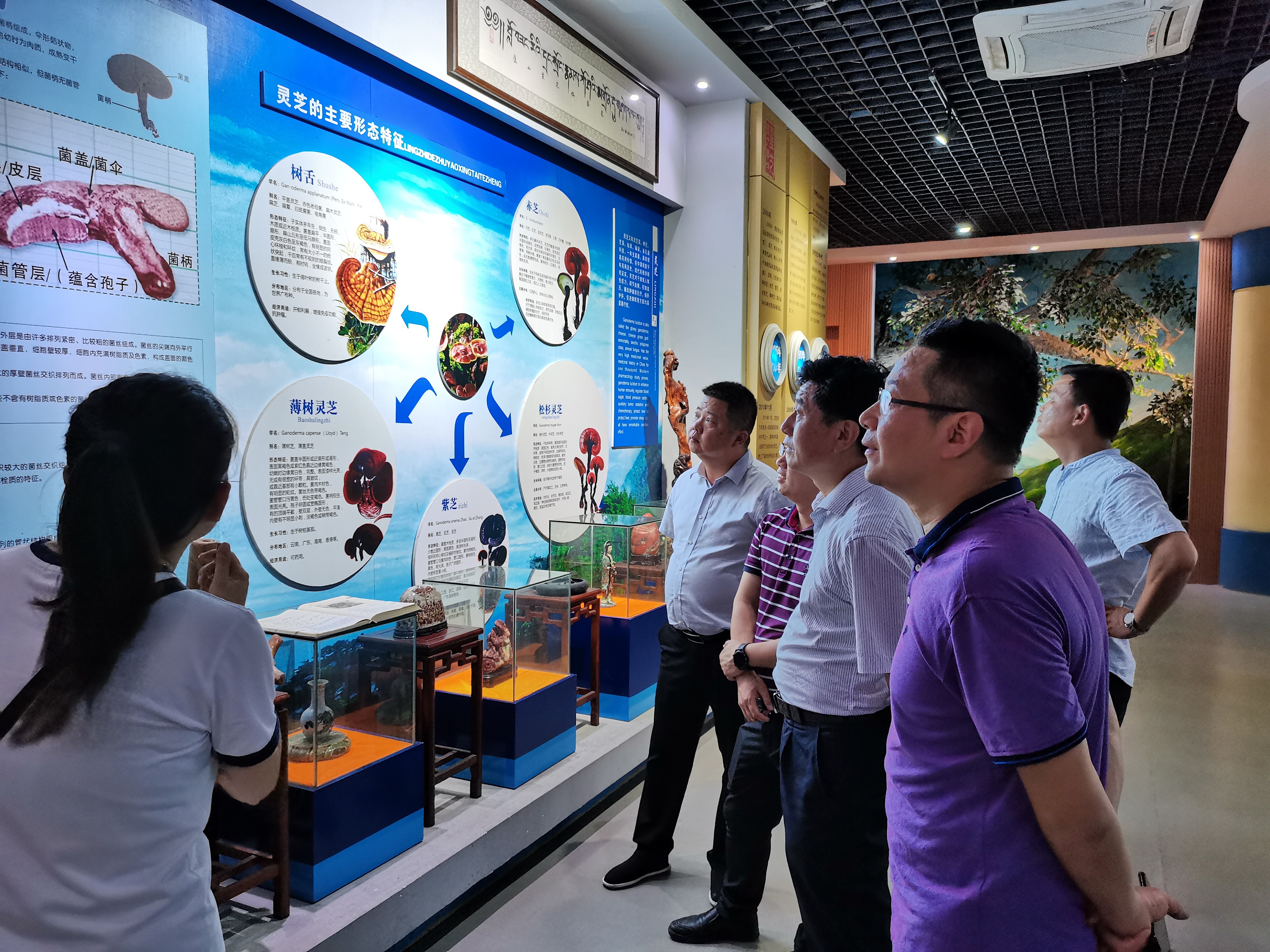 杭州亞運(yùn)會(huì)官方靈芝產(chǎn)品供應(yīng)商|杭州亞運(yùn)會(huì)官方供應(yīng)商|中國(guó)靈芝十大品牌|仙客來靈芝|仙客來靈芝破壁孢子粉|仙客來孢子油|仙客來靈芝飲片|仙客來破壁孢子粉|靈芝孢子油|孢子粉|靈芝破壁孢子粉|靈芝|中華老字號(hào)