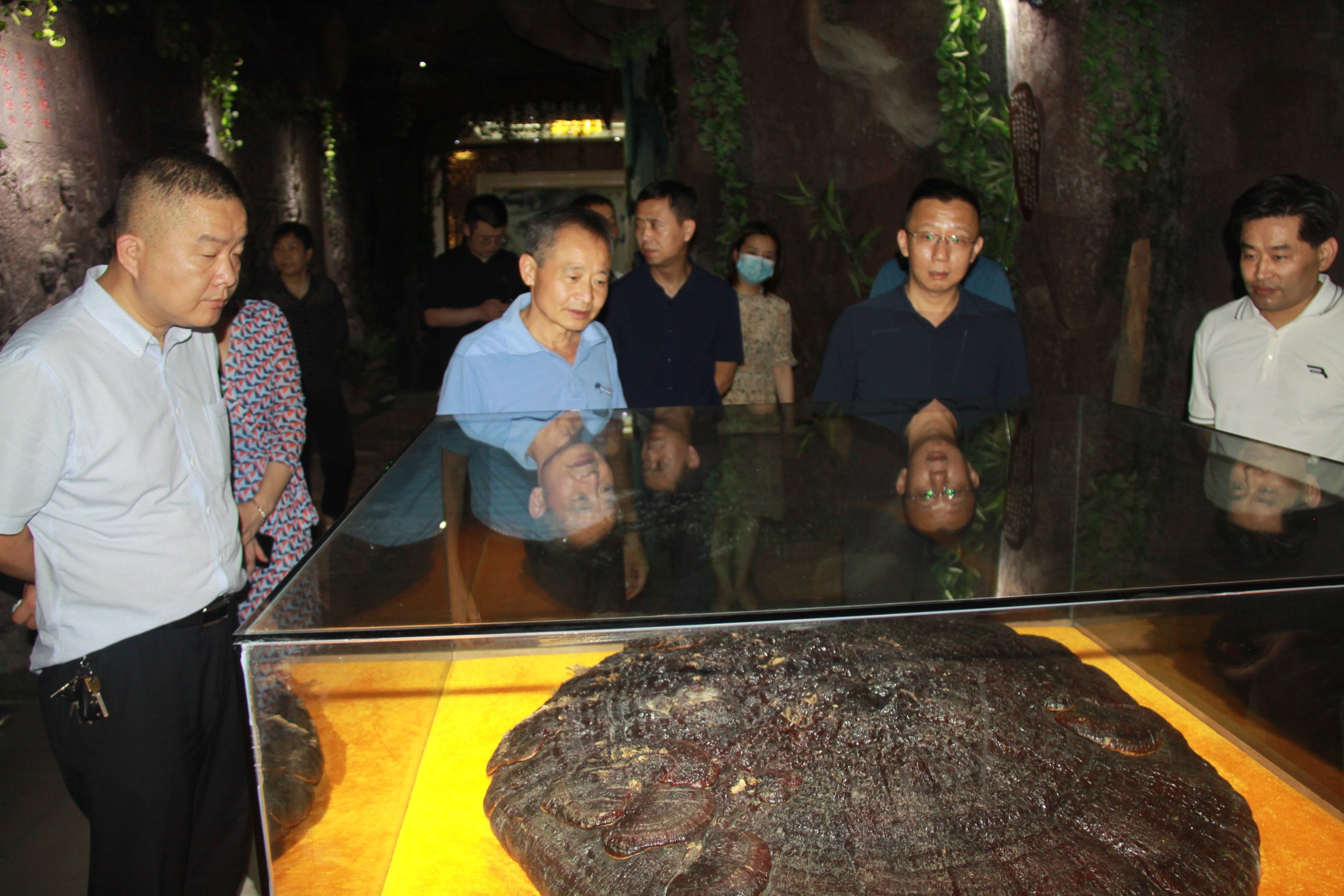 杭州亞運(yùn)會官方靈芝產(chǎn)品供應(yīng)商|杭州亞運(yùn)會官方供應(yīng)商|中國靈芝十大品牌|仙客來靈芝|仙客來靈芝破壁孢子粉|仙客來孢子油|仙客來靈芝飲片|仙客來破壁孢子粉|靈芝孢子油|孢子粉|靈芝破壁孢子粉|靈芝|中華老字號