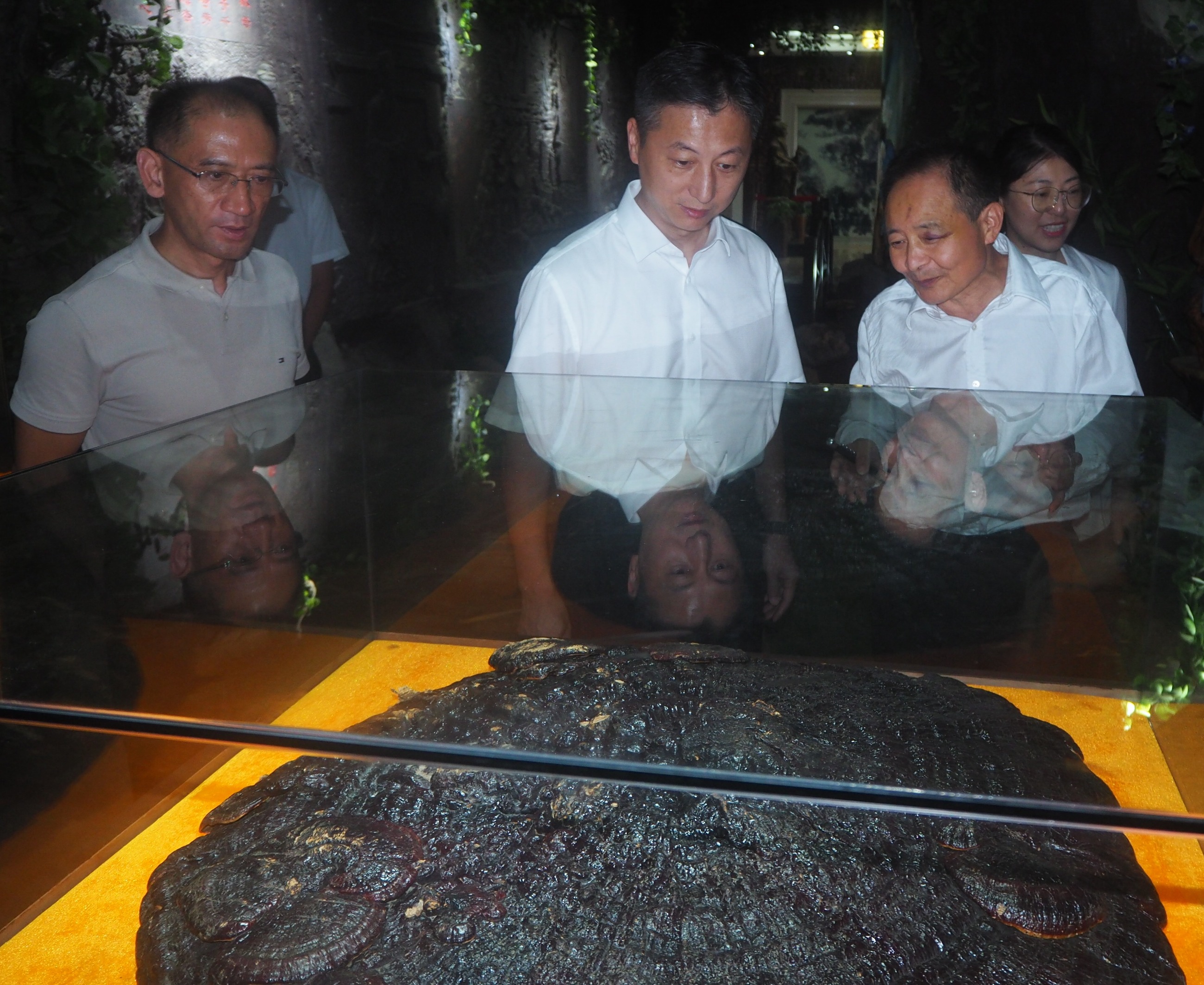 杭州亞運(yùn)會官方靈芝產(chǎn)品供應(yīng)商|杭州亞運(yùn)會官方供應(yīng)商|中國靈芝十大品牌|仙客來靈芝|仙客來靈芝破壁孢子粉|仙客來孢子油|仙客來靈芝飲片|仙客來破壁孢子粉|靈芝孢子油|孢子粉|靈芝破壁孢子粉|靈芝|中華老字號 杭州亞運(yùn)會官方靈芝產(chǎn)品供應(yīng)商|杭州亞運(yùn)會官方供應(yīng)商|中國靈芝十大品牌|仙客來靈芝|仙客來靈芝破壁孢子粉|仙客來孢子油|仙客來靈芝飲片|仙客來破壁孢子粉|靈芝孢子油|孢子粉|靈芝破壁孢子粉|靈芝|中華老字號