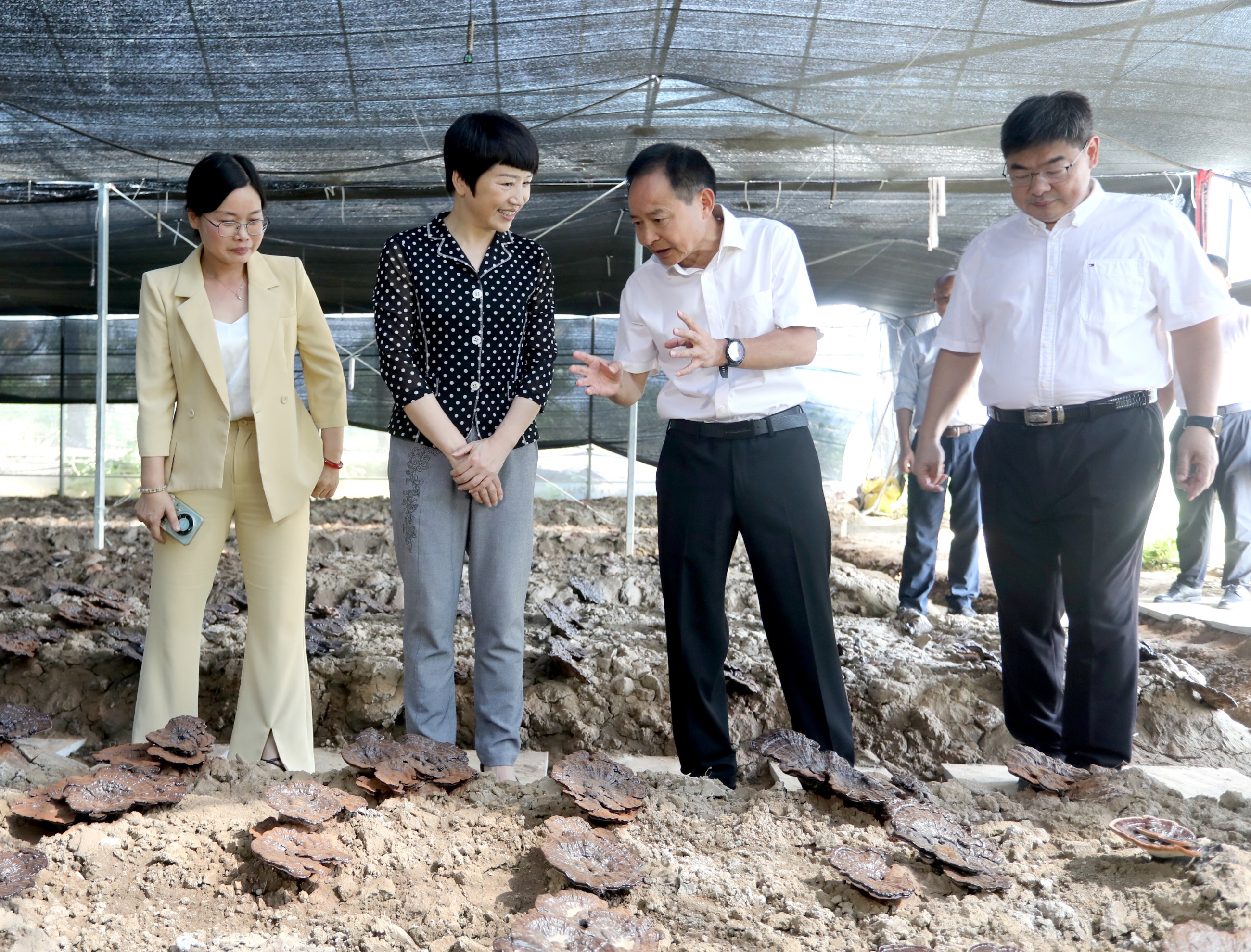杭州亞運會官方靈芝產(chǎn)品供應商|杭州亞運會官方供應商|中國靈芝十大品牌|仙客來靈芝|仙客來靈芝破壁孢子粉|仙客來孢子油|仙客來靈芝飲片|仙客來破壁孢子粉|靈芝孢子油|孢子粉|靈芝破壁孢子粉|靈芝|中華老字號
