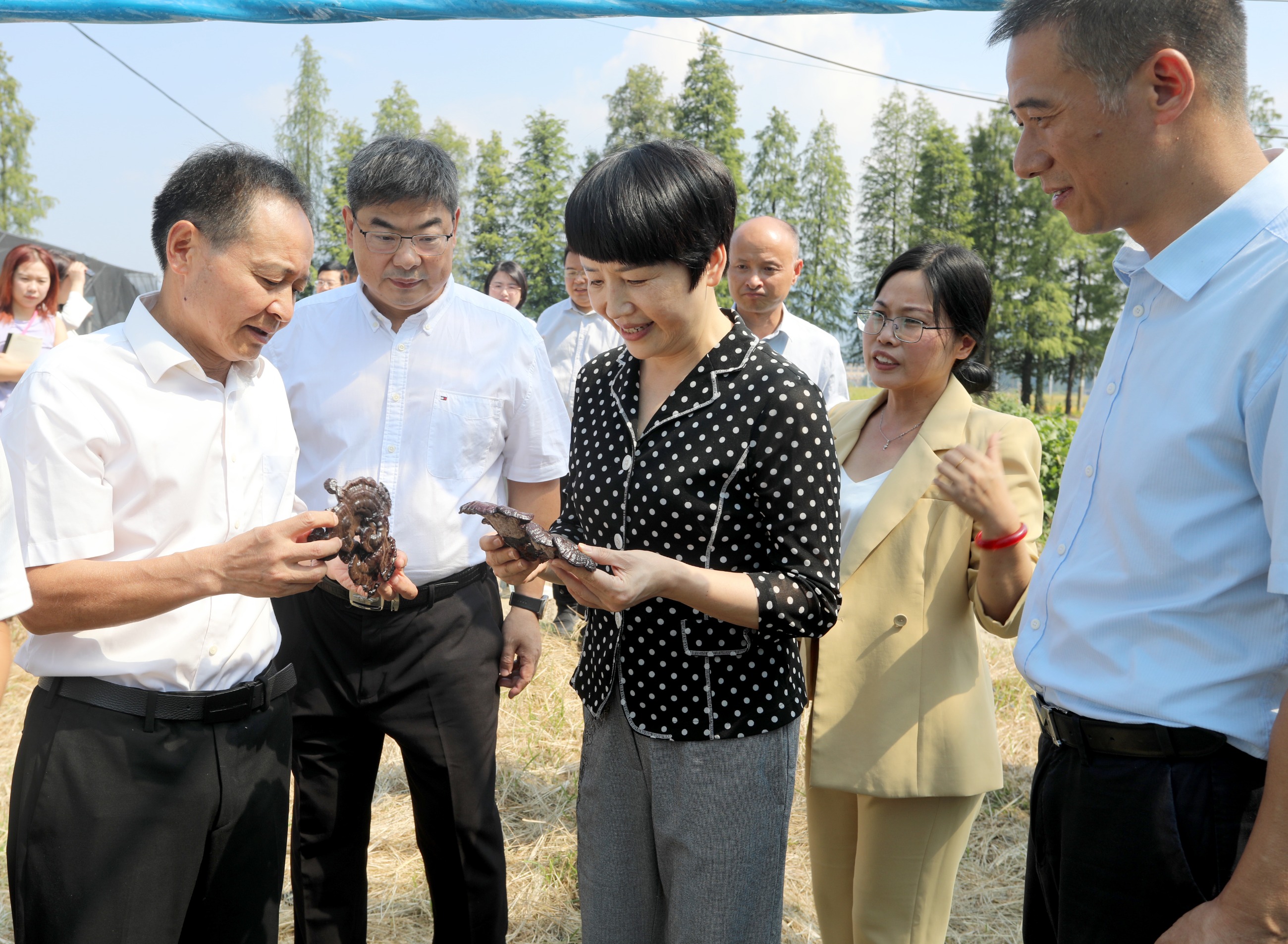 杭州亞運會官方靈芝產(chǎn)品供應商|杭州亞運會官方供應商|中國靈芝十大品牌|仙客來靈芝|仙客來靈芝破壁孢子粉|仙客來孢子油|仙客來靈芝飲片|仙客來破壁孢子粉|靈芝孢子油|孢子粉|靈芝破壁孢子粉|靈芝|中華老字號