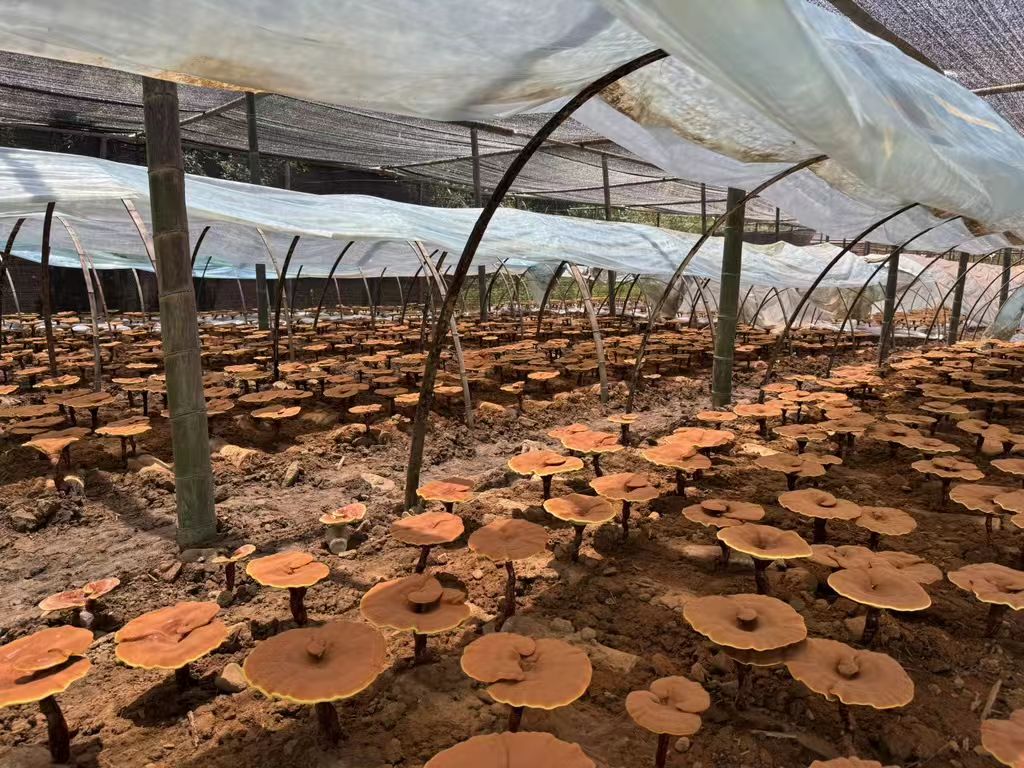 杭州亞運會官方靈芝產(chǎn)品供應商|杭州亞運會官方供應商|中國靈芝十大品牌|仙客來靈芝|仙客來靈芝破壁孢子粉|仙客來孢子油|仙客來靈芝飲片|仙客來破壁孢子粉|靈芝孢子油|孢子粉|靈芝破壁孢子粉|靈芝|中華老字號