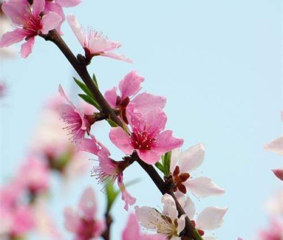 清明小長假謹(jǐn)防疫情！健康長壽請謹(jǐn)記這“三個(gè)字”