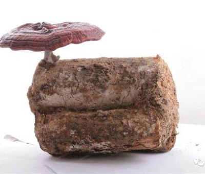 2020全國(guó)兩會(huì)特別報(bào)道：關(guān)于新冠疫情，看名醫(yī)、人大代表和政協(xié)委員如何說(shuō)？