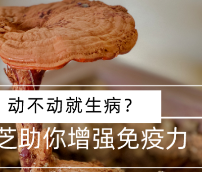 靈芝，預(yù)防您夏季上&ldquo;火&rdquo;
