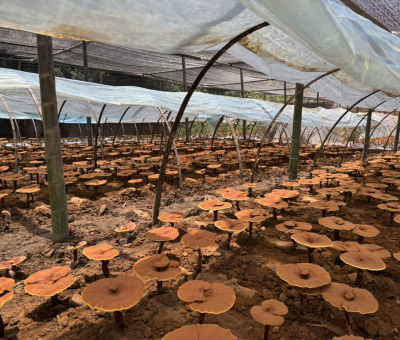 共同見證！首屆靈芝日慶典暨仙客來與北京大學醫(yī)學部科研成果發(fā)布會舉行